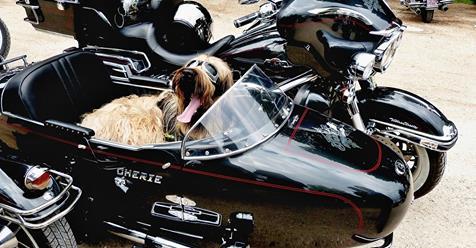 viajar en moto con tu mascota